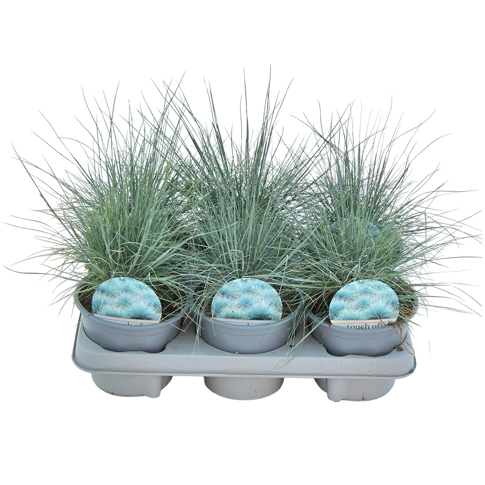 Festuca ovina eisvogel