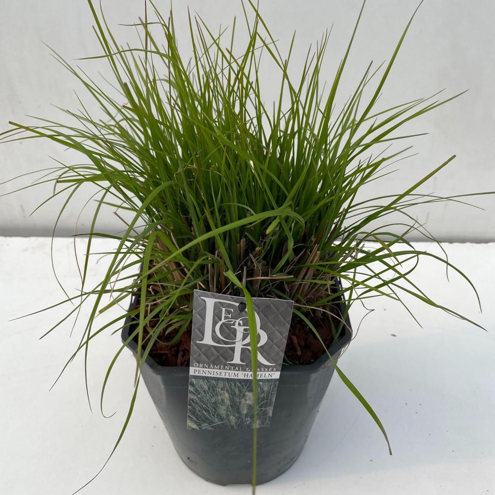 pennisetum