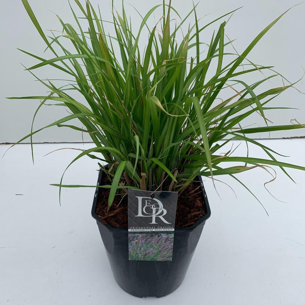 pennisetum