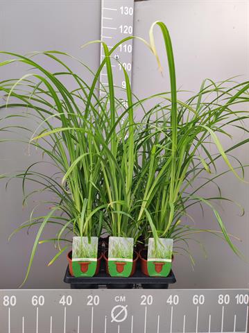 Imperata cylindrica red baron