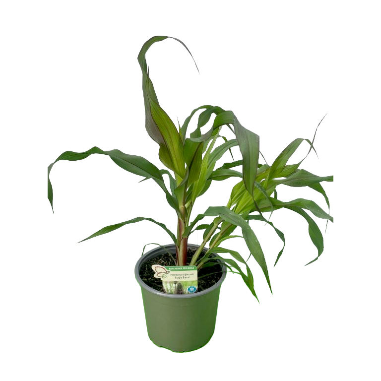 Pennisetum glaucum purple baron