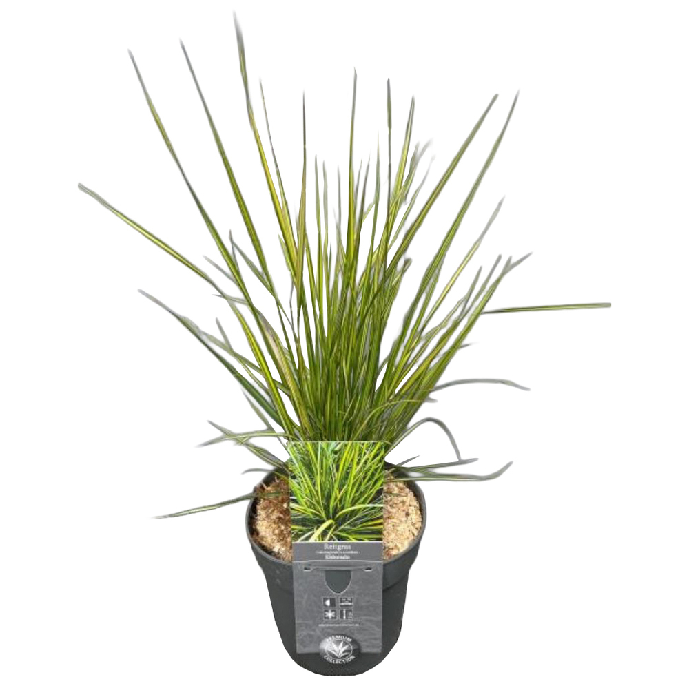 Calamagrostis x acutifolia el dorado