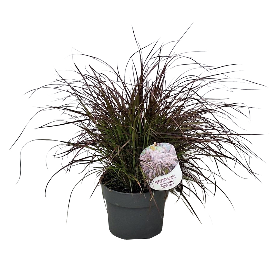 Pennisetum advena rubrum dwarf