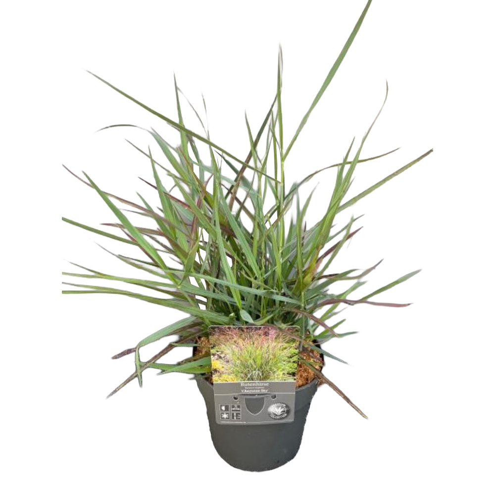 Panicum virgatum cheyenne sky
