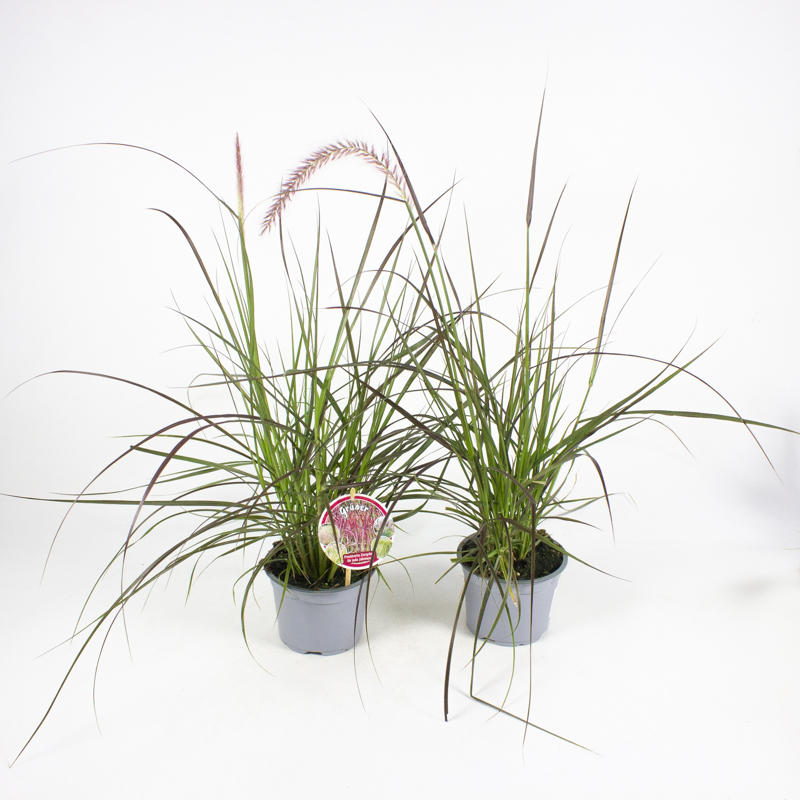Pennisetum advena montreux