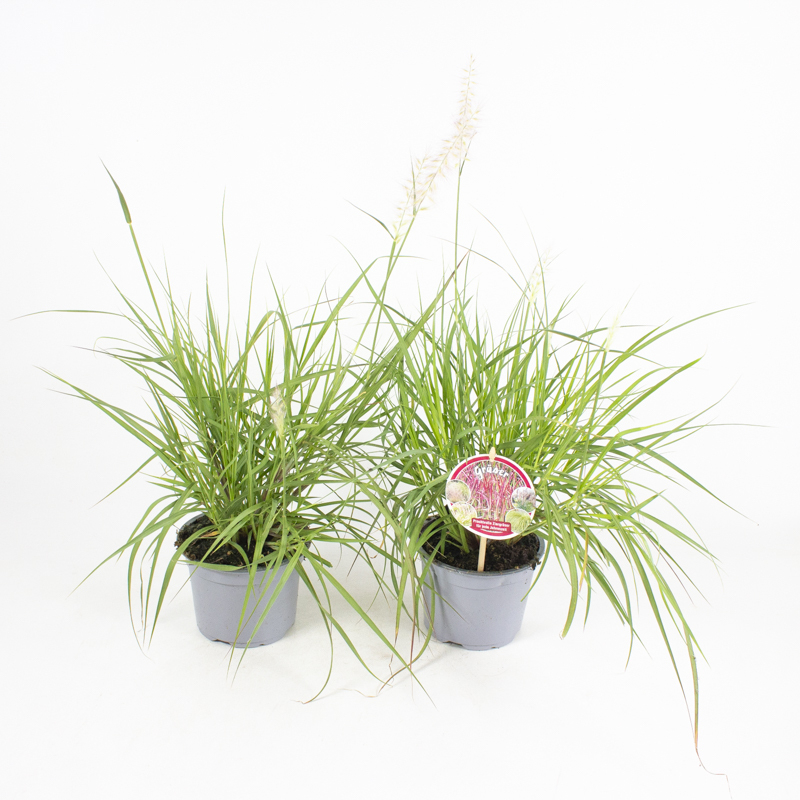 Pennisetum orientalis