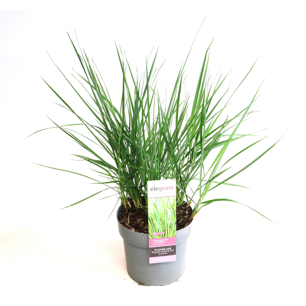 Calamagrostis x acutifolia karl foerster