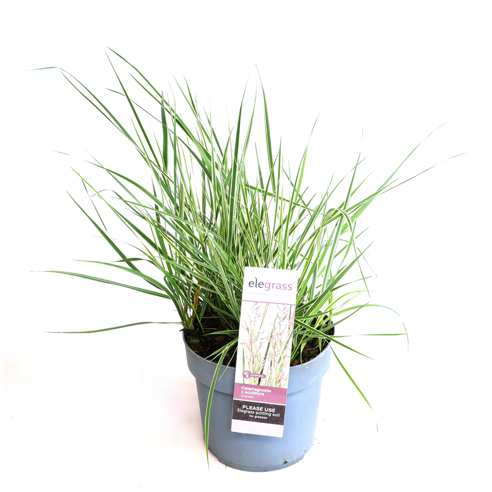 Calamagrostis x acutifolia overdam