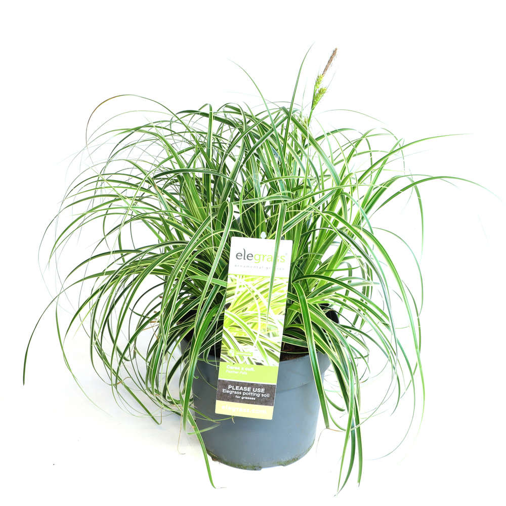 Carex cultorum feather falls