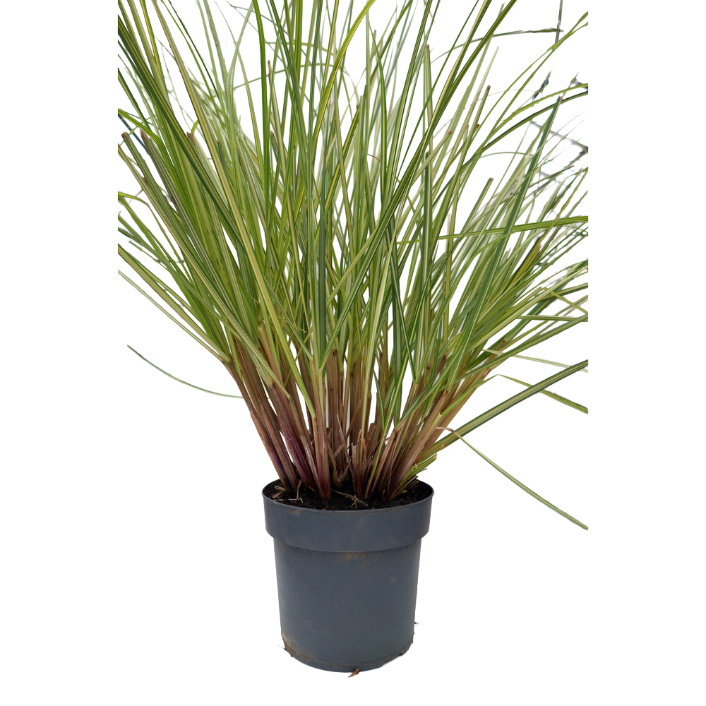 Cortaderia selloana julia