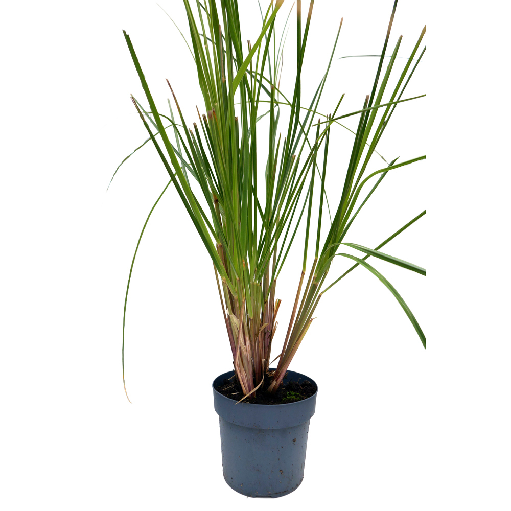 Cortaderia selloana junior