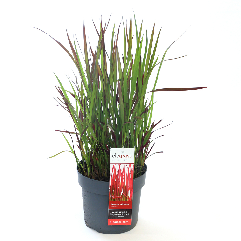 Imperata cylindrica red baron