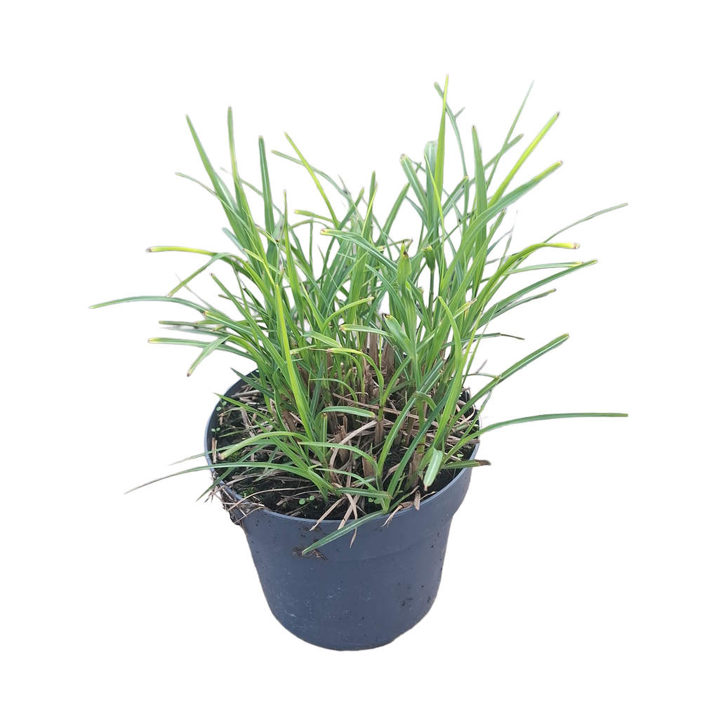 Miscanthus sinensis strictus dwarf