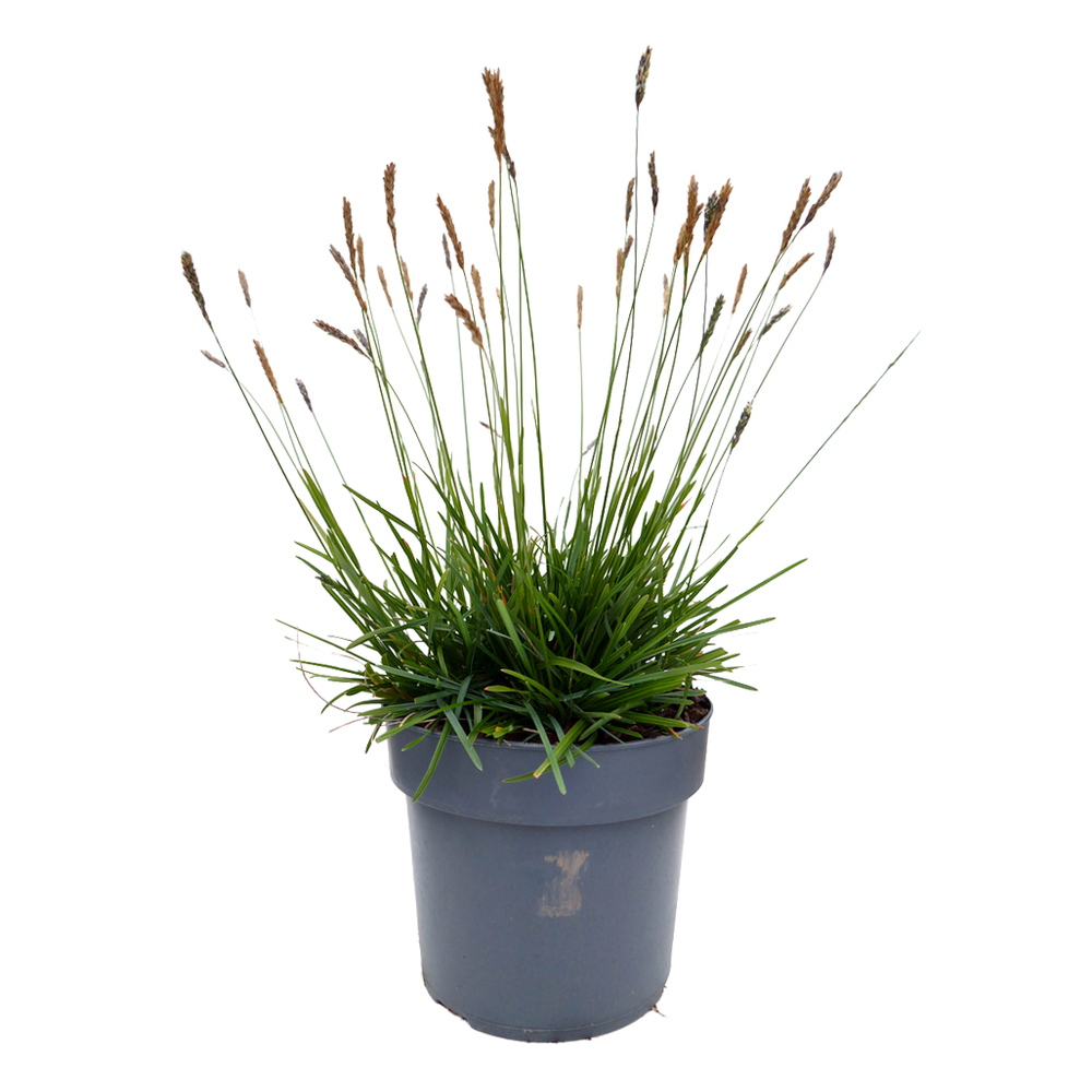 Sesleria greenlee
