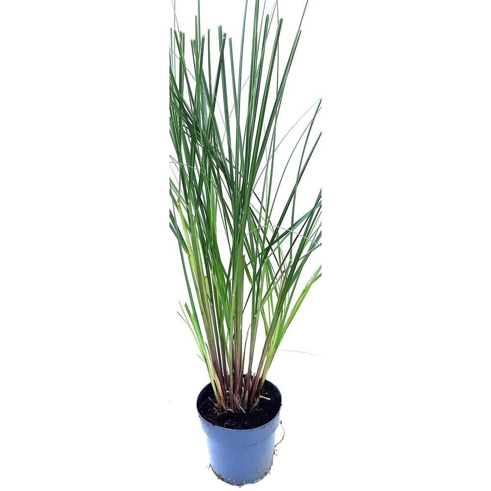 Cortaderia selloana evita