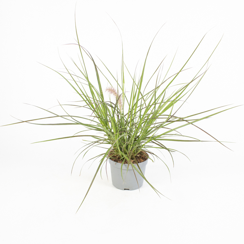 Pennisetum advena montreux