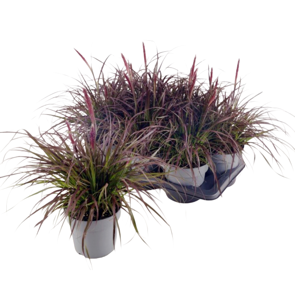 Pennisetum advena tiny tails