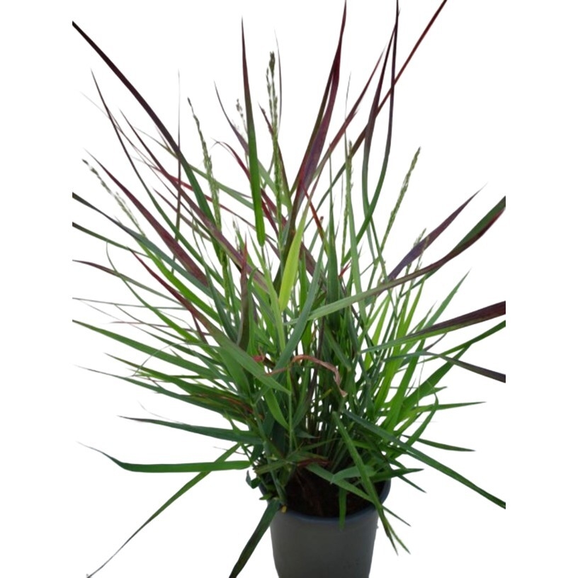 Panicum virgatum blood brothers