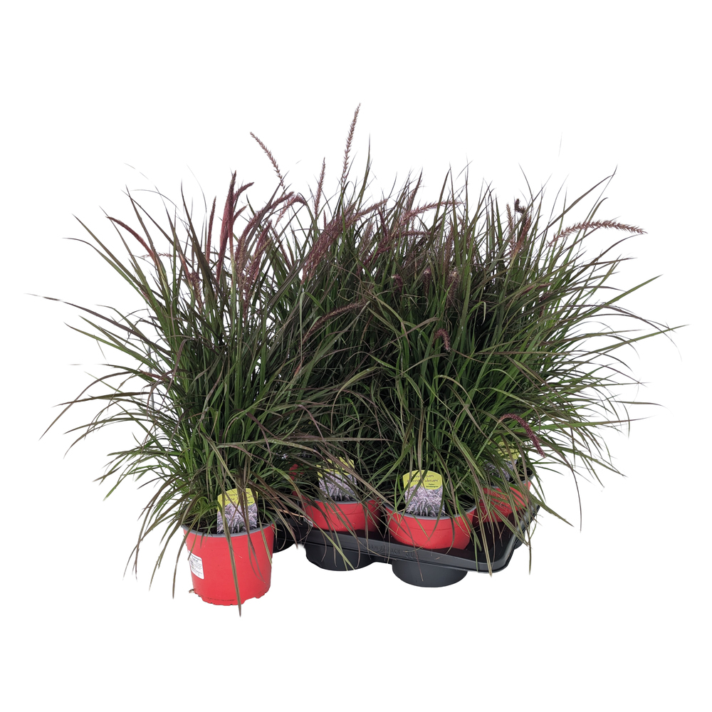 Pennisetum advena little rubrum