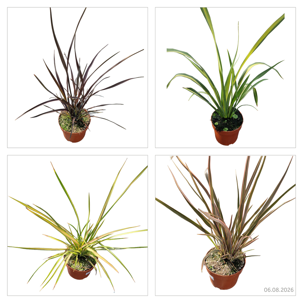 Phormium tenax