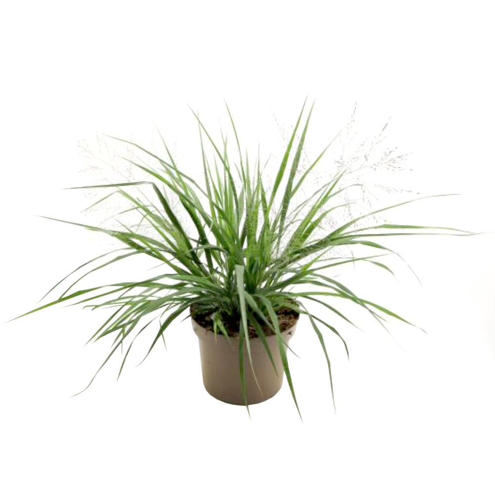 Eragrostis spectabilis