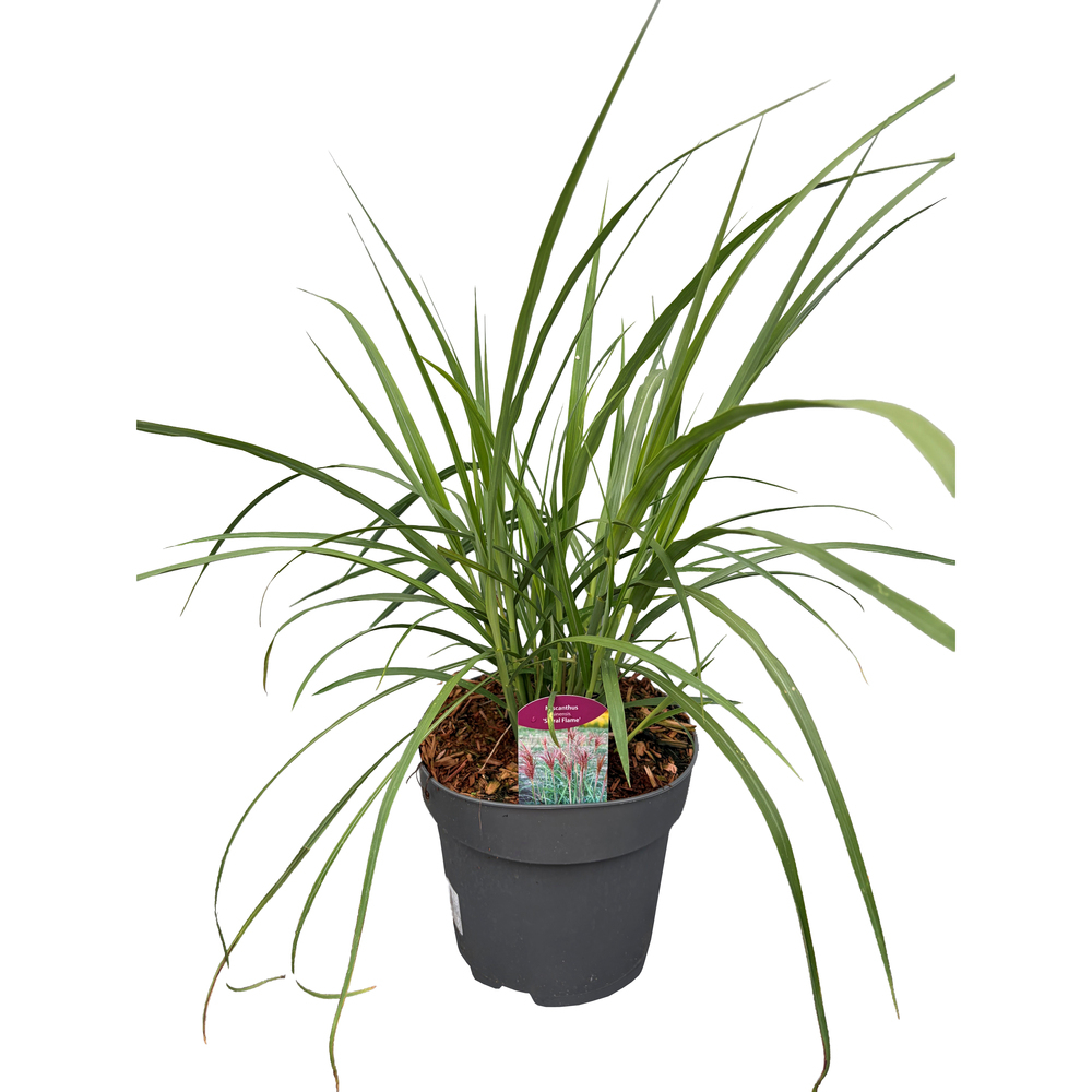 Miscanthus sinensis