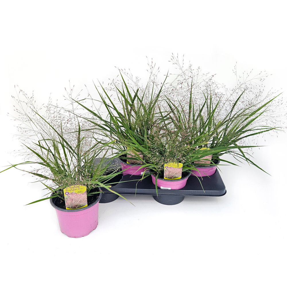 Eragrostis spectabilis purple lovegrass