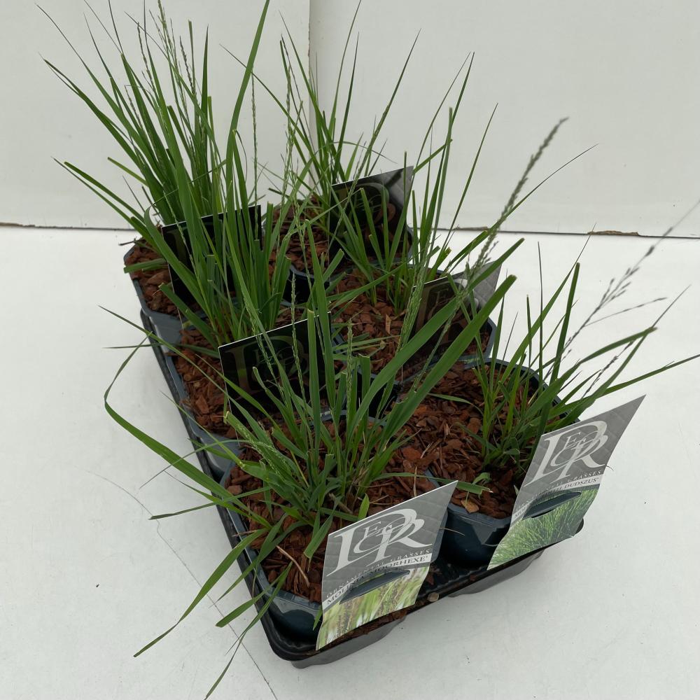 Molinia