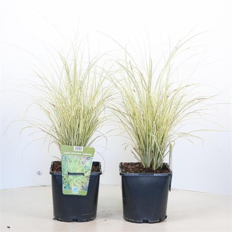 carex