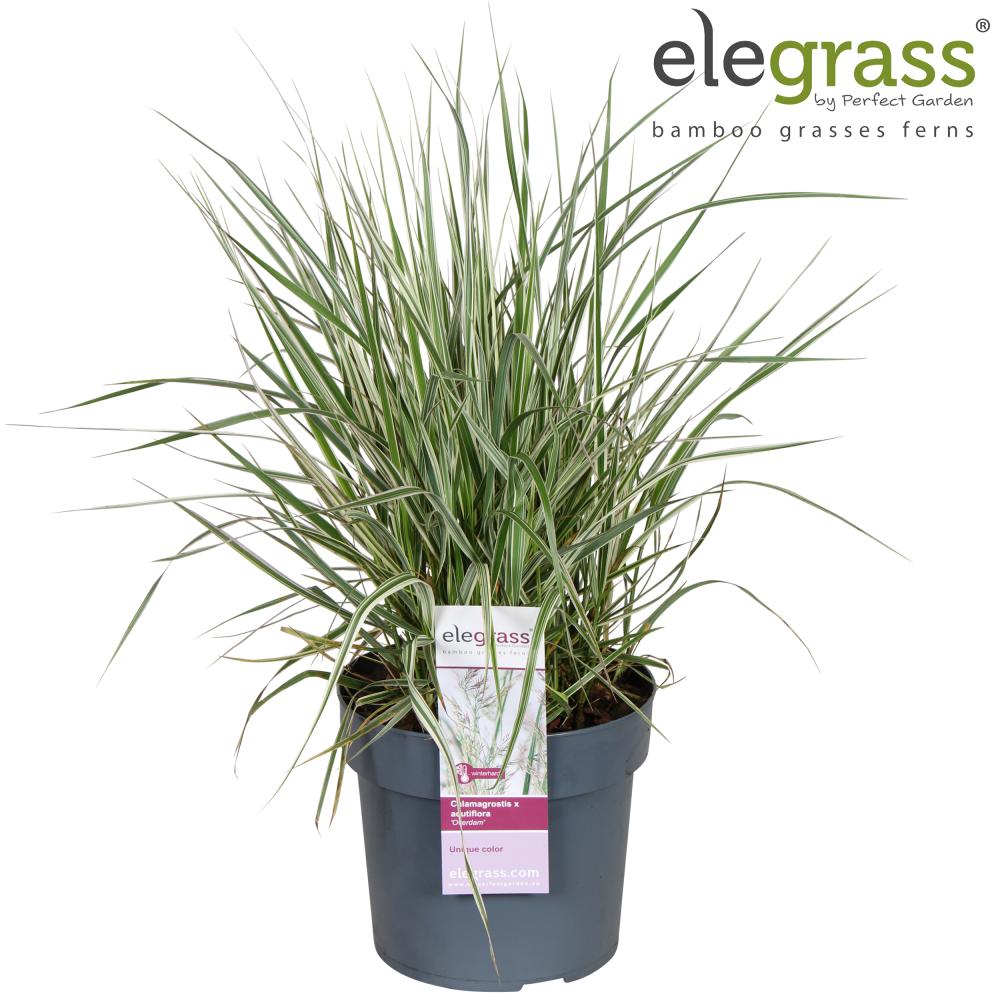 calamagrostis
