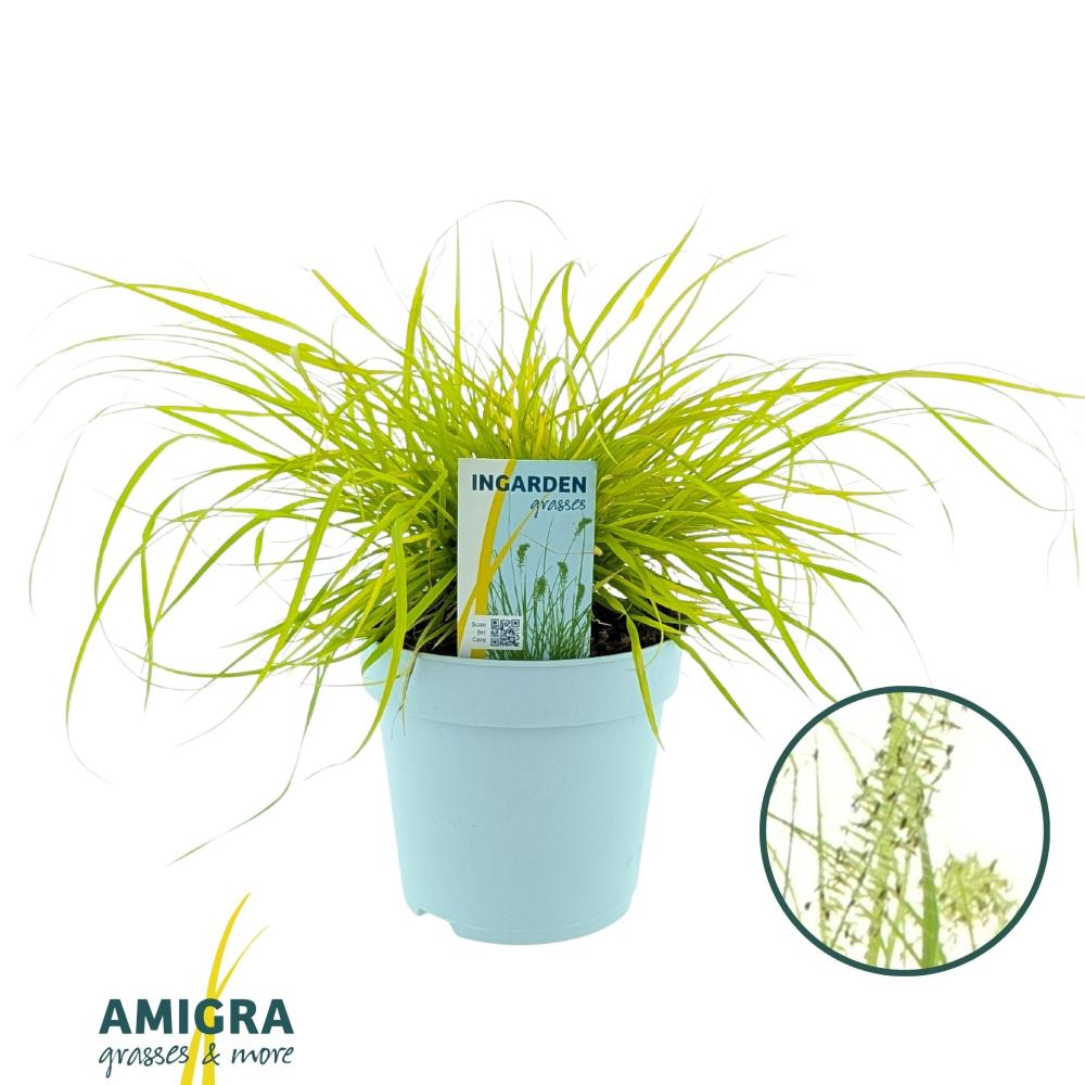 pennisetum