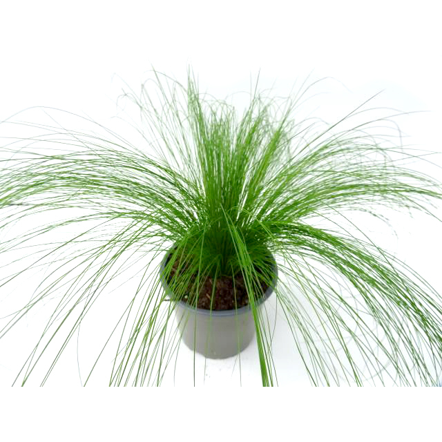 Stipa tenuissima pony tails