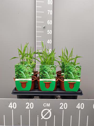 Chasmanthium