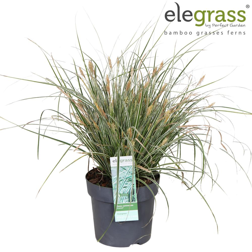 carex