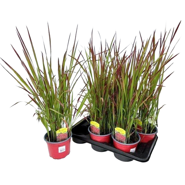 Imperata cylindrica red baron