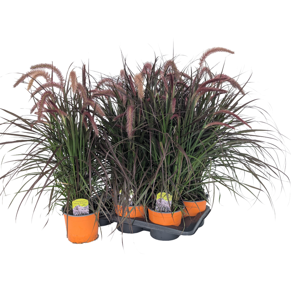 Pennisetum advena tiny tails