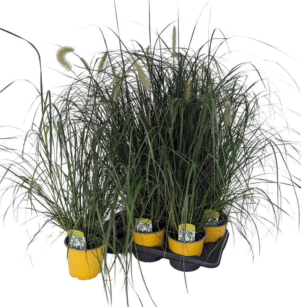 Pennisetum alopecuroides hameln