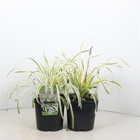 Liriope