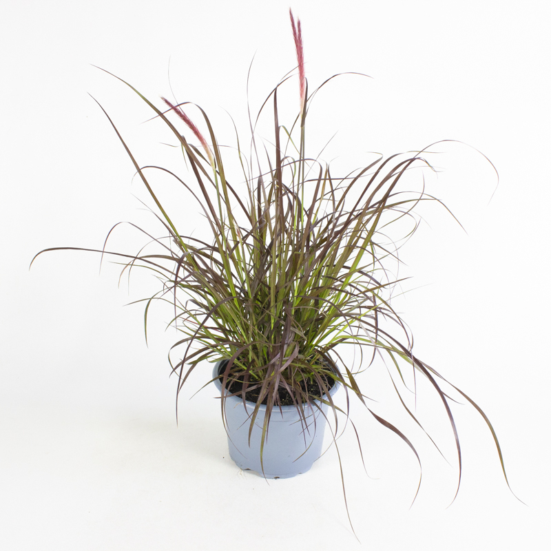 Pennisetum advena rubrum