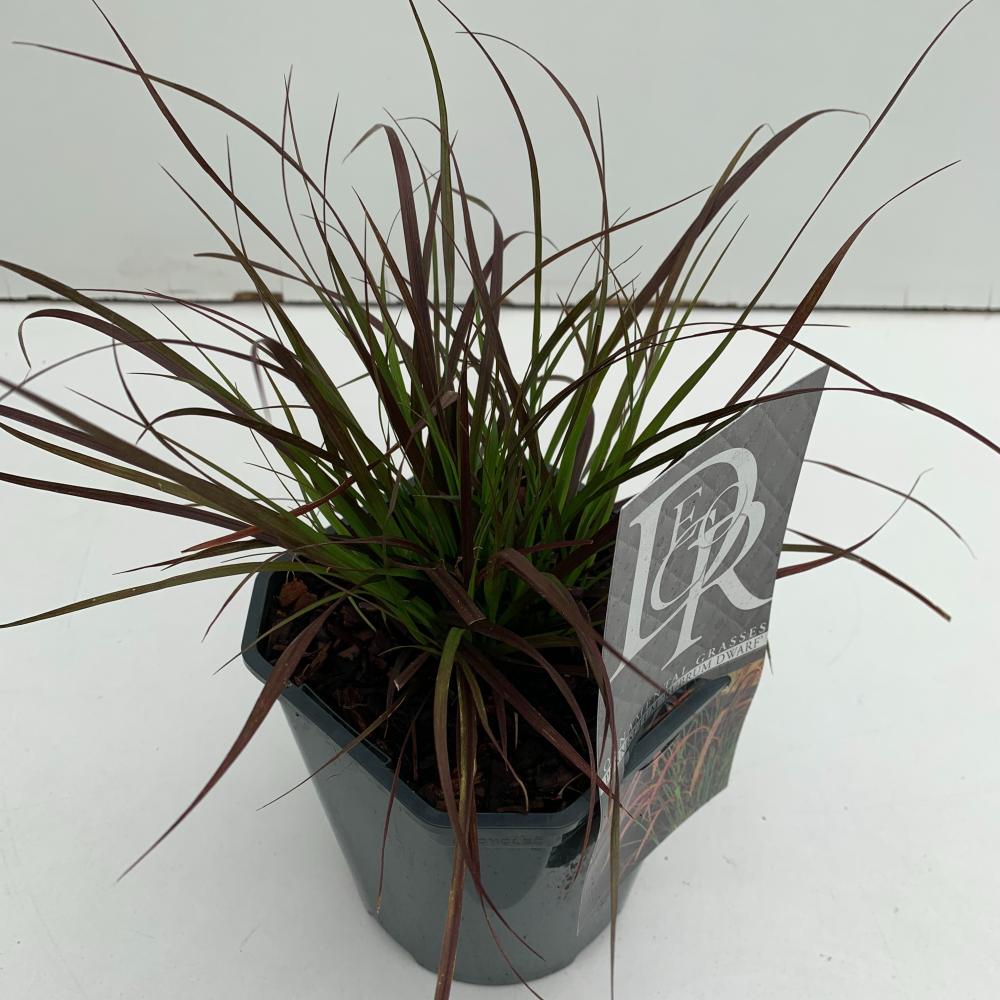 pennisetum