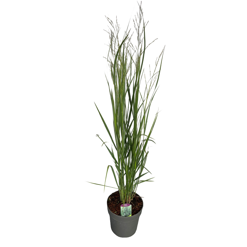 Panicum virgatum northwind