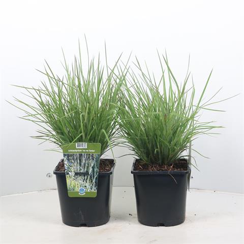 Schizachyrium