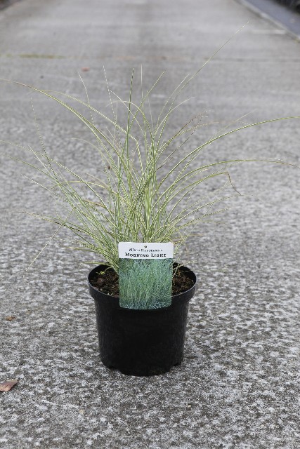 miscanthus
