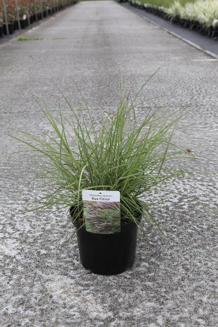 Miscanthus