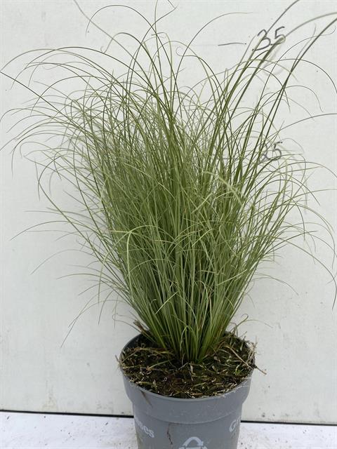 Carex