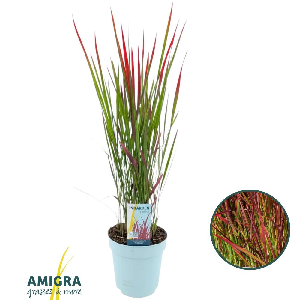 imperata