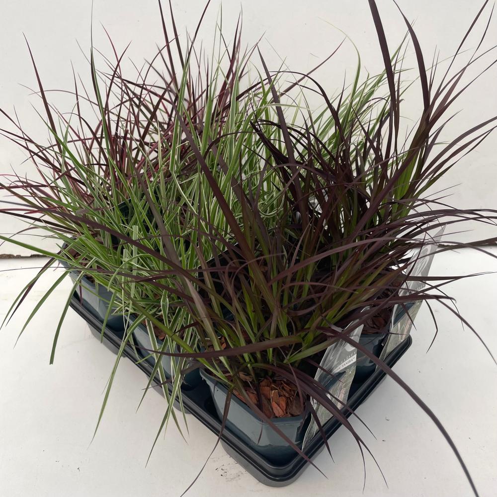 pennisetum