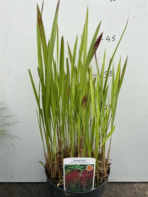 Imperata