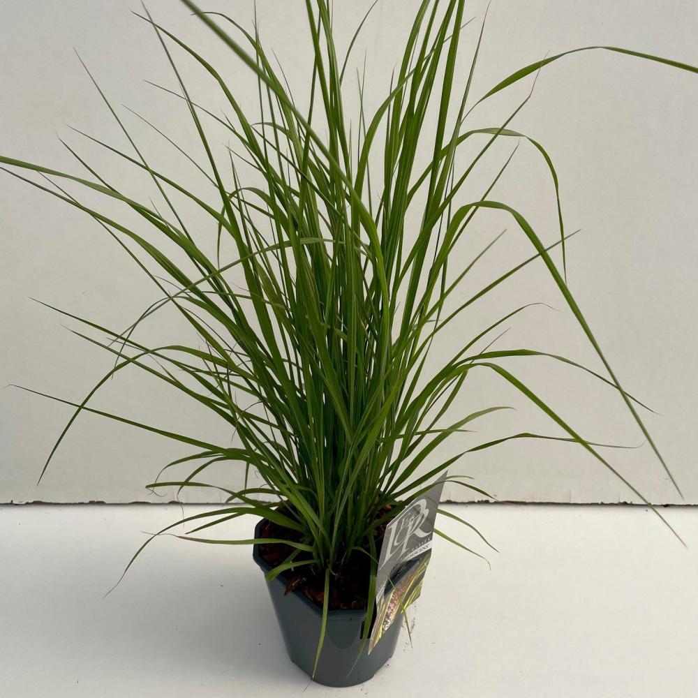 pennisetum