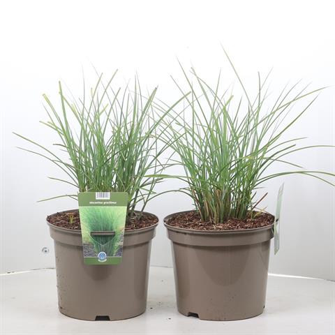 Miscanthus